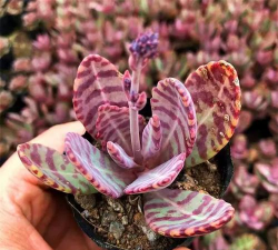 江户紫多肉怎么浇水