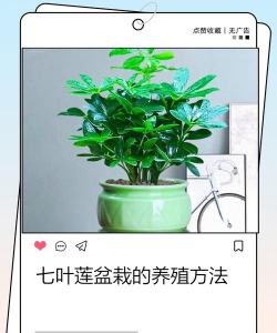 荷叶怎么种植方法家养