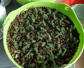 家庭养花用生根粉