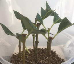 家庭养花用生根粉