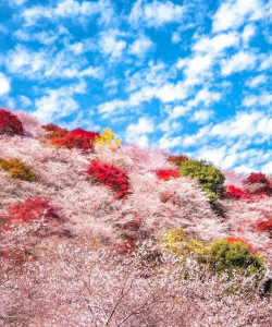 秋天怎么有少量樱花开