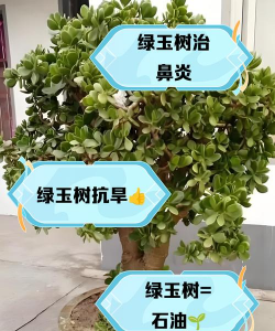 绿玉树的毒怎么解