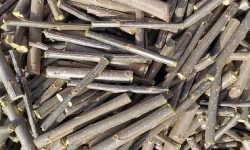 速生杨春季扦插必须做好这些事