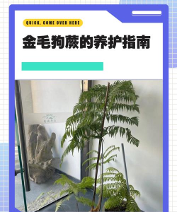 金狗毛蕨怎么种植