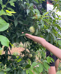 李子树怎么摘李子