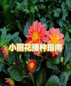小丽花花根怎么种植