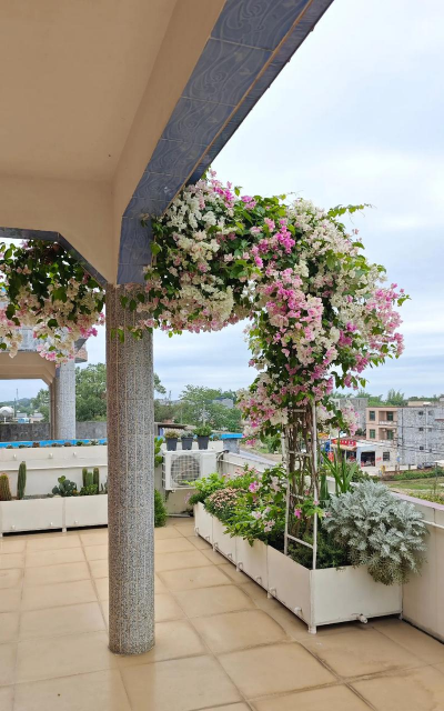 家庭养花用生根粉