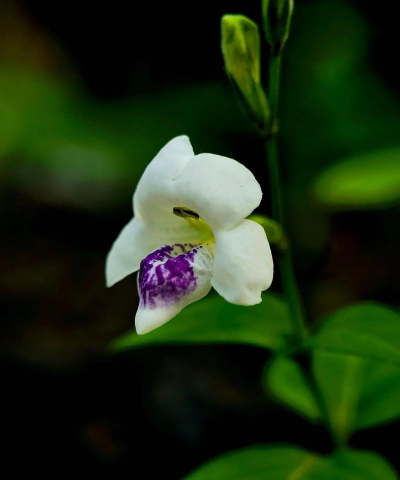 宽叶十万错怎么种