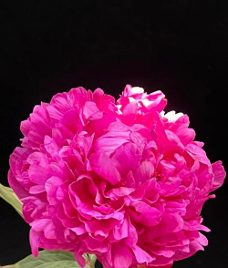 红富士芍药养花