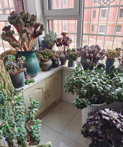 家庭养花用生根粉