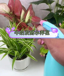 家庭养花用生根粉