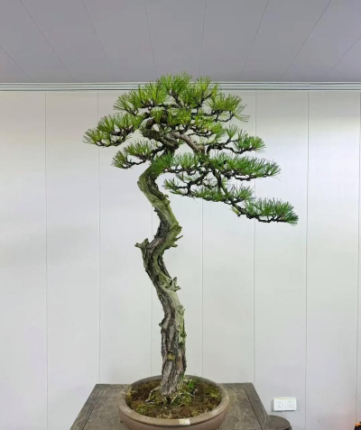 马尾松盆景怎么放