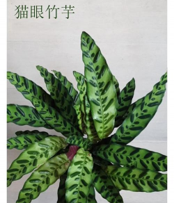 猫眼竹竽怎么长新叶