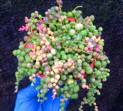 家庭养花用生根粉