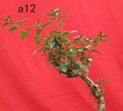 红色金银花怎么养