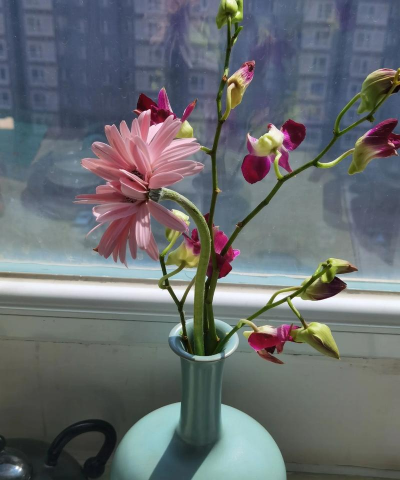 家庭养花用生根粉