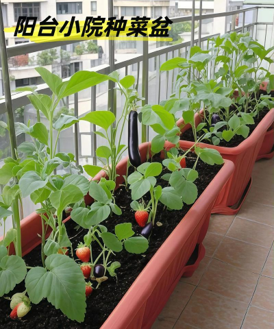 露台 养花 种菜好吗