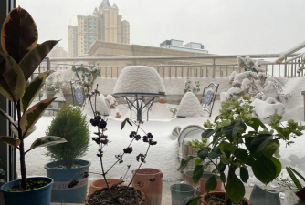 东北露台不养花