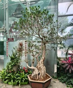 y型树盆栽怎么造型