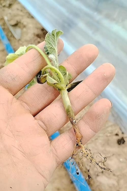 家庭养花用生根粉