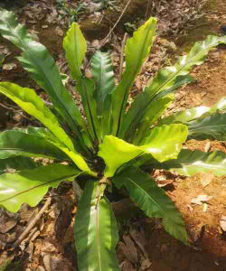鸟巢蕨孢子怎么繁殖