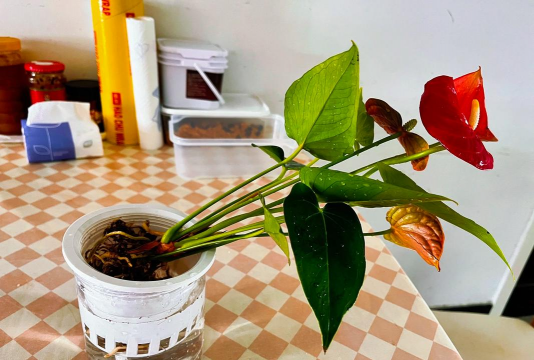 家庭养花用生根粉