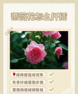 家庭养花用生根粉