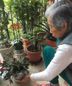 家庭养花用生根粉