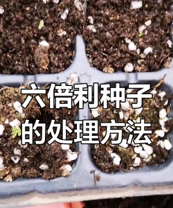 家庭养花用生根粉