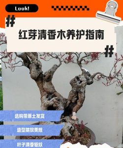 清香木怎么养花