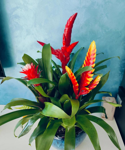 家庭养花用生根粉