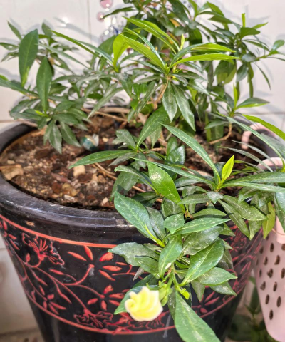 家庭养花用生根粉