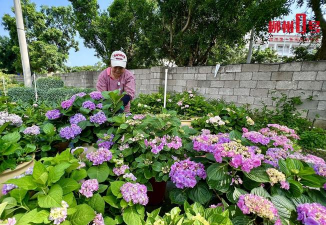 家庭养花用生根粉