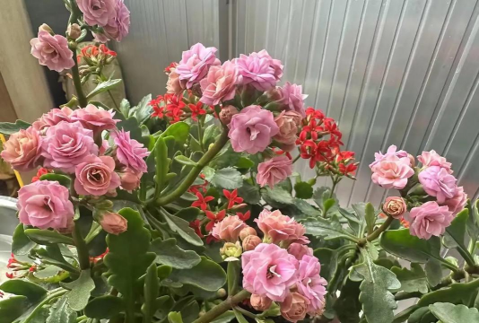 家庭养花用生根粉