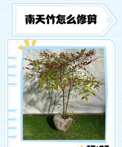 灌木南天竹怎么修
