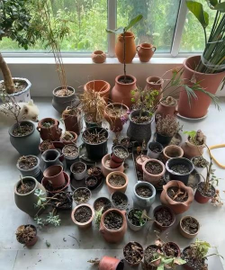 家庭养花用生根粉