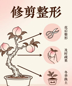 寿星桃盆栽如何养护