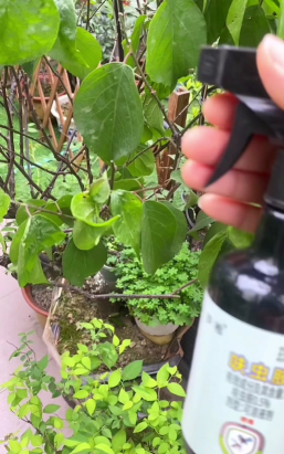 家庭养花用生根粉