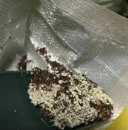 养花土长白蘑菇