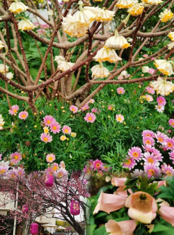 家庭养花用生根粉