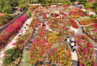 家庭养花用生根粉