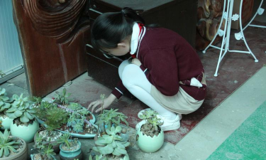 家庭养花用生根粉