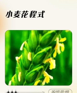 小麦养花文案短句