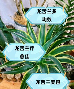 龙舌兰叶子断了怎么办