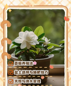 栀子牡丹花怎么养