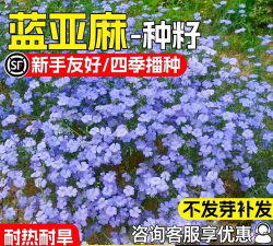 蓝色亚麻花子怎么种