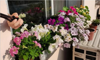 家庭养花用生根粉