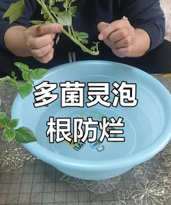 家庭养花用生根粉
