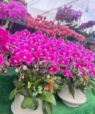 家庭养花用生根粉