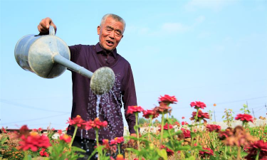 家庭养花用生根粉